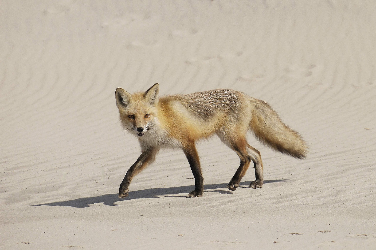 Fox along the Dunes --- Photo by Marsha Gruberman